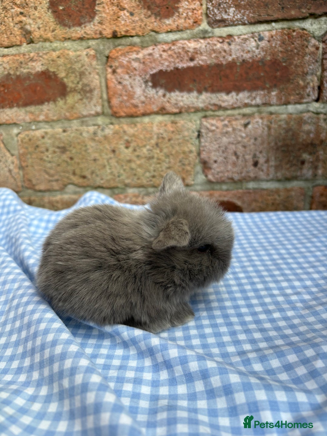 Mini Lop rabbits for sale: Beautiful Pure Bred minilops  - Image 7