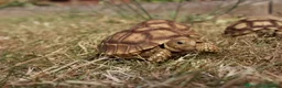 Tortoise reptiles for sale: BABY SULCATAS & SET UPS - Advert 8