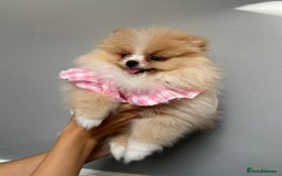 Pomeranian dogs for sale: ** ** Pomeranian  - Image 3