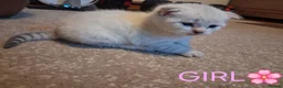 Scottish Fold cats for sale: Baby mix scotish fold🌸🐈❤️ in Chatham - Advert 4