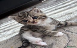 Scottish Fold cats for sale: Scottish straight kittens for sale  - Image 6