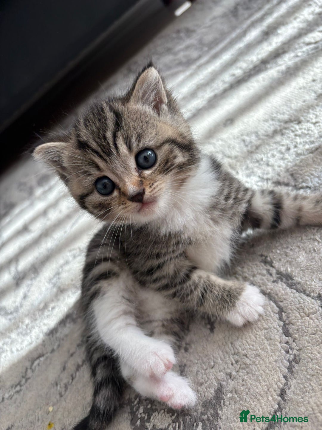 Scottish Fold cats for sale: Scottish straight kittens for sale  - Image 6