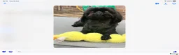 Shih Tzu dogs for stud: Beautiful Shih Tzu Boy for stud in Mansfield - Advert 4