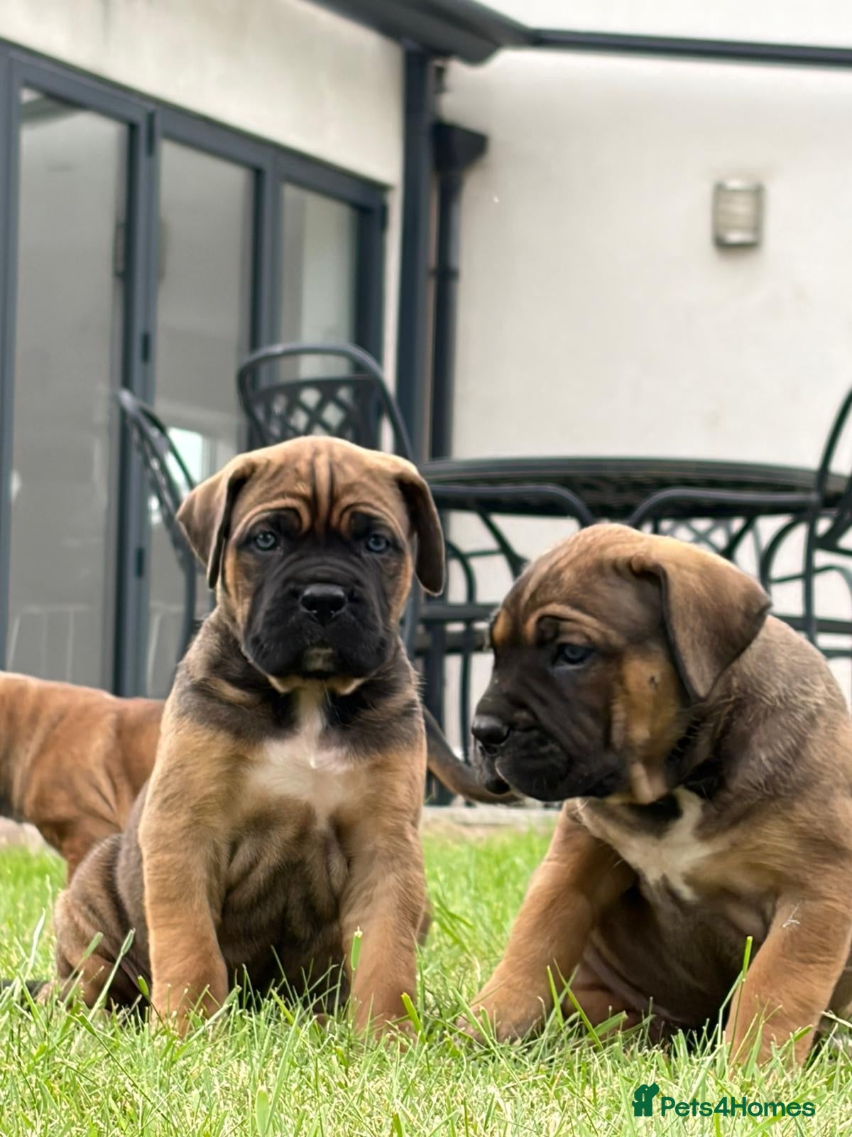 Cane Corso dogs for sale: BEAUTIFUL CANE CORSO PUPPIES in Walsall - Advert 10