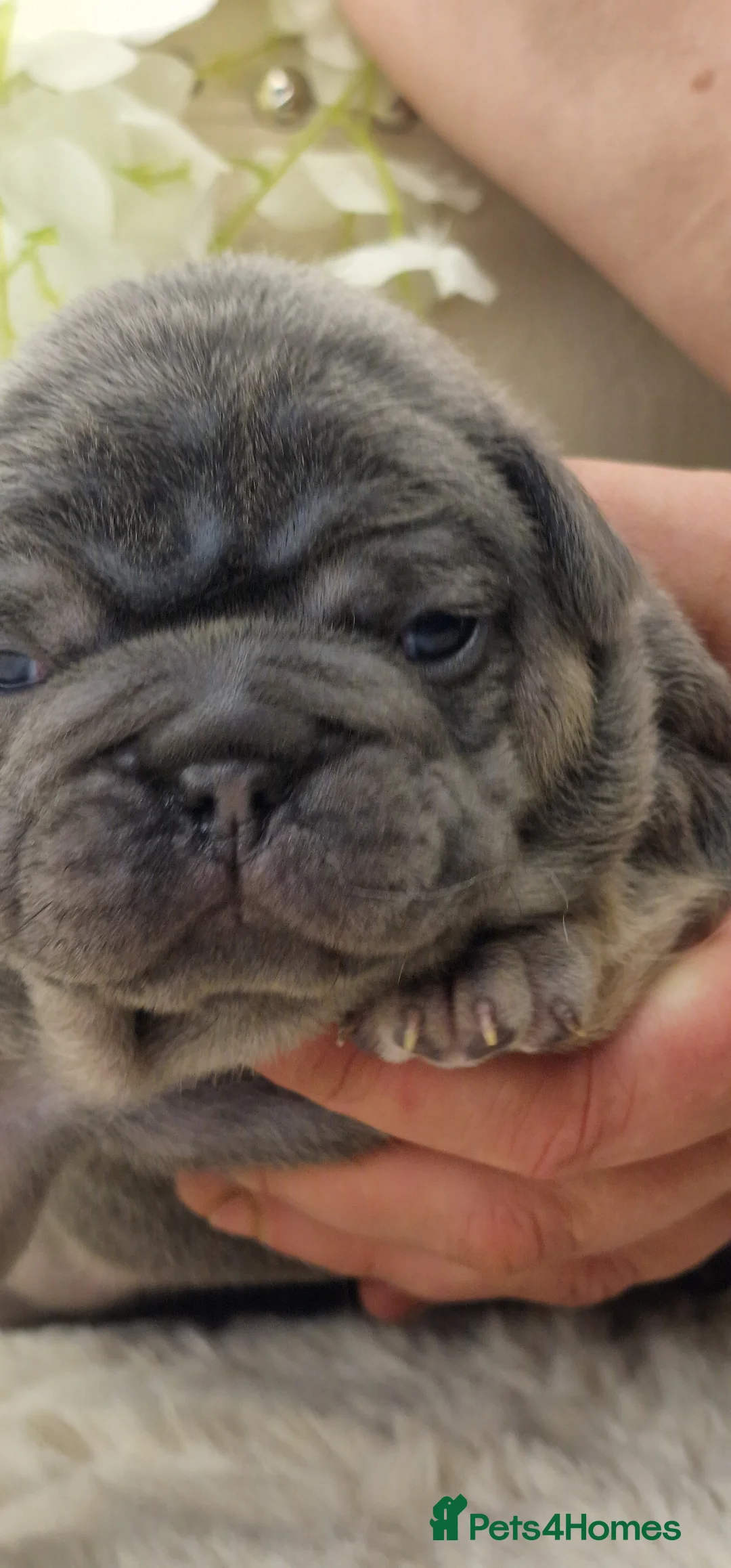 French Bulldog dogs for sale: 💥👀 NEW SHADE ISABELLA, MERLE TRI LILAC   - Advert 10