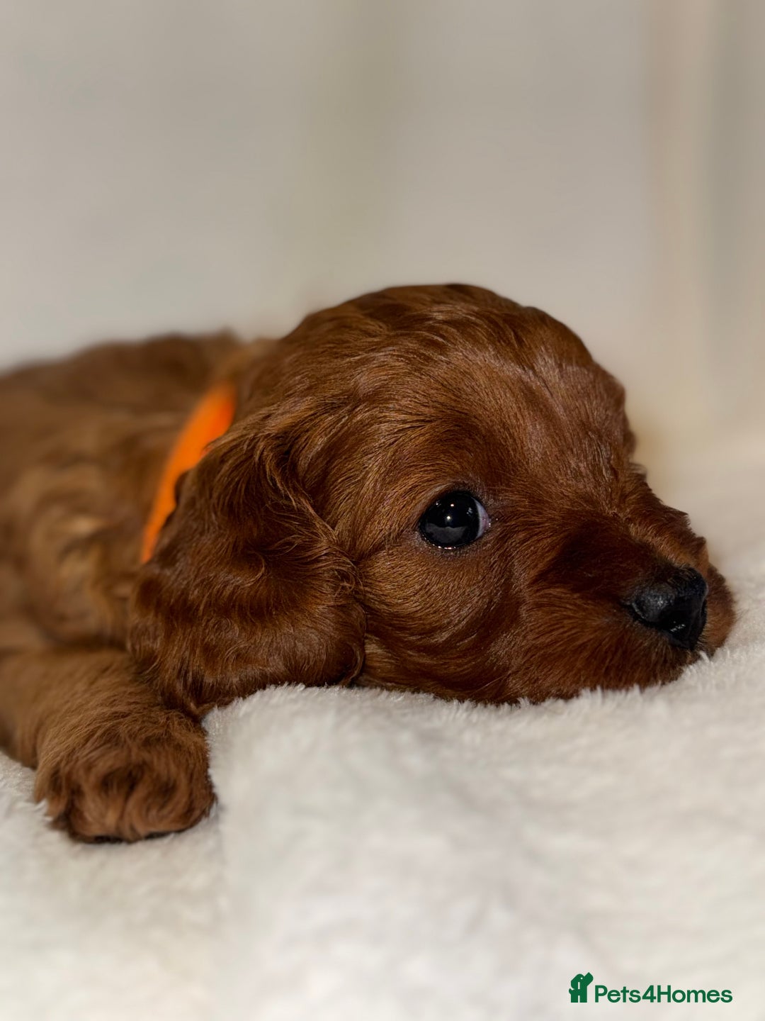 Cavapoo dogs for sale: 4 Gorgeous f1 Cavapoo’s. Parents health tested - Advert 9