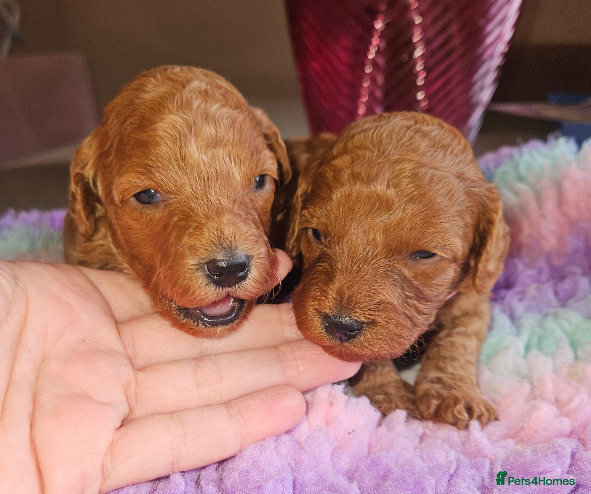 Cavapoo dogs Licensed breeder 2 girls, toy red cavapoo pups  - Advert 1