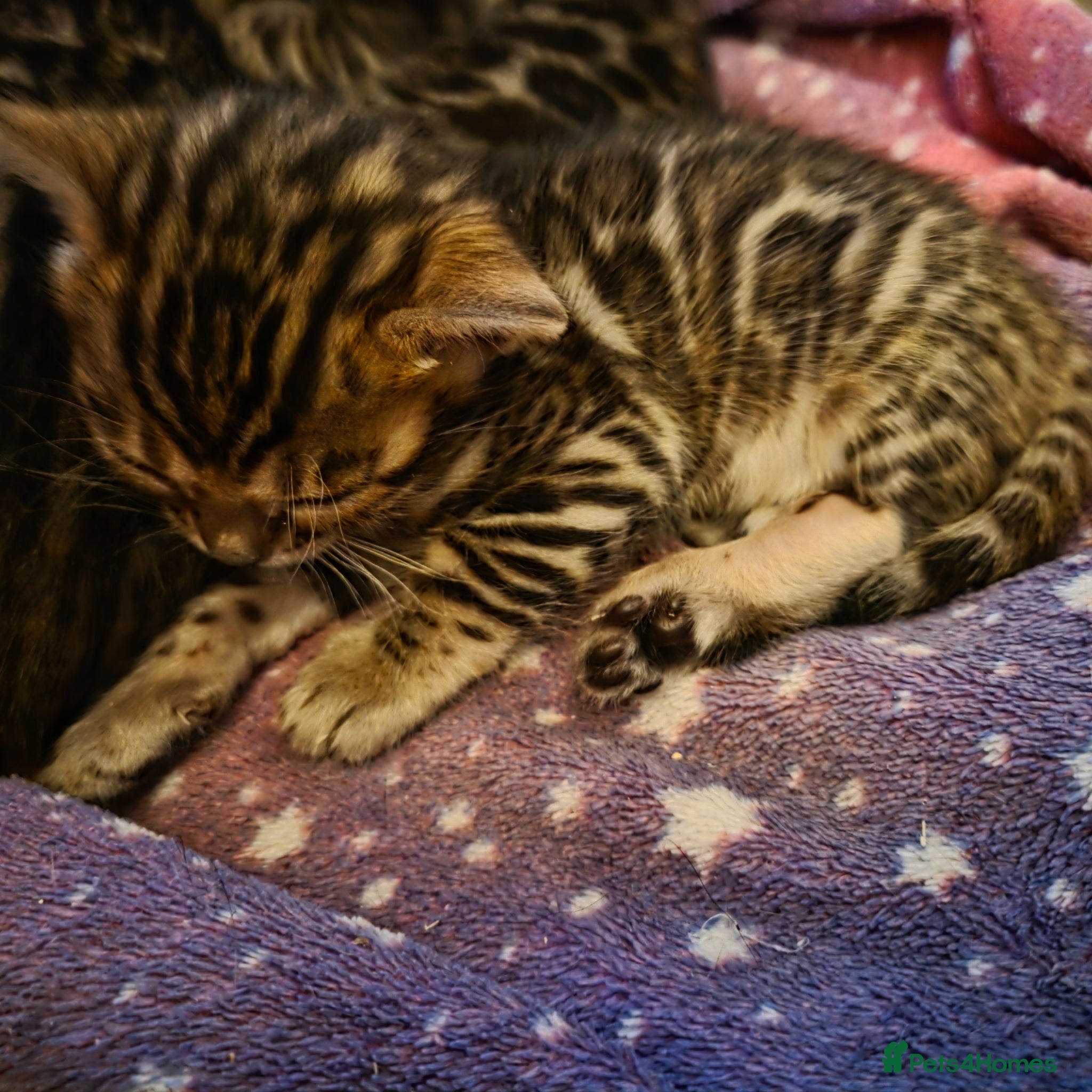 Bengal cats 5 gorgeous Bengal kittens - Advert 17