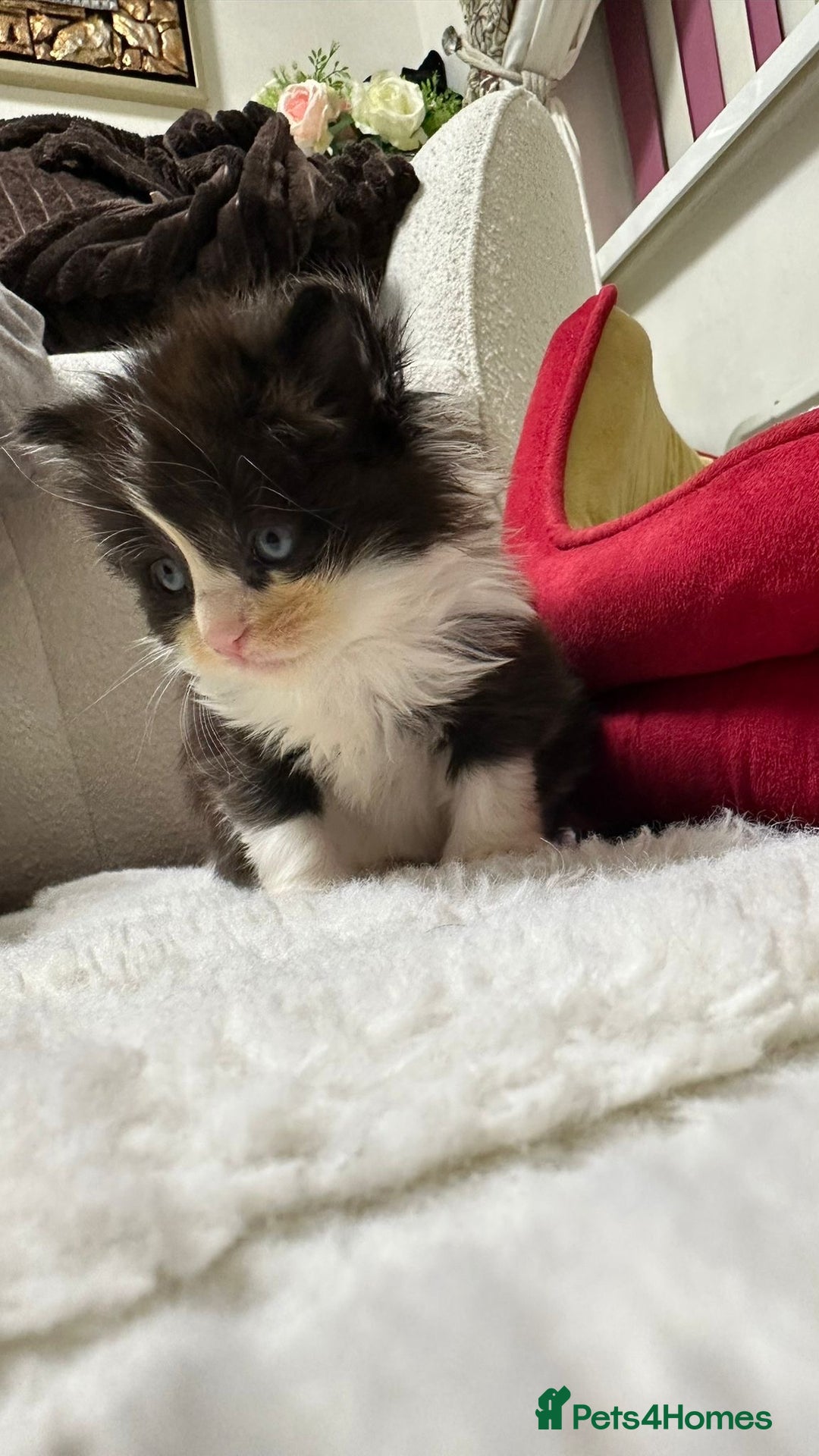 Mixed Breed cats for sale: Kitten  - Advert 2