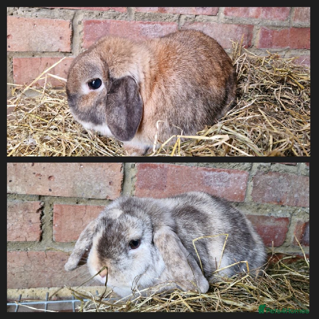Mini Lop rabbits Mini Lops For Sale - Advert 1