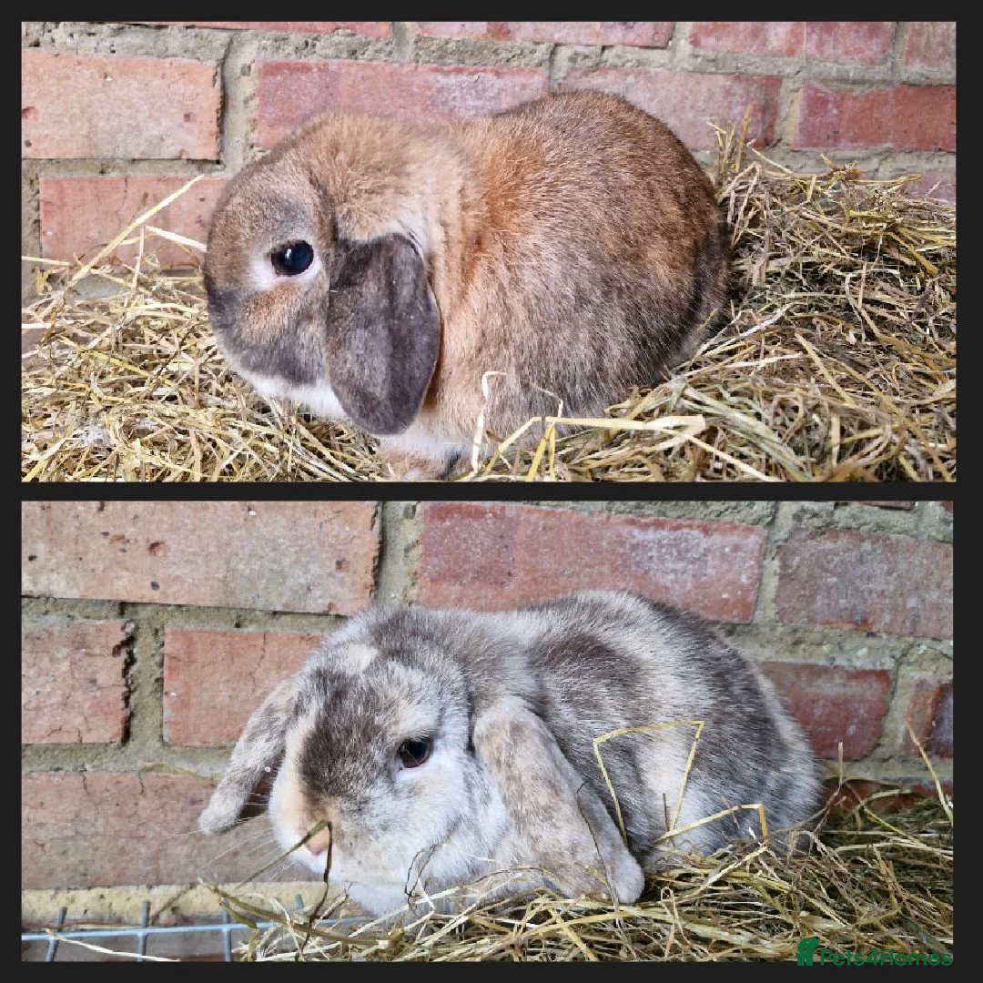 Mini Lop rabbits for sale: Mini Lops For Sale - Advert 1