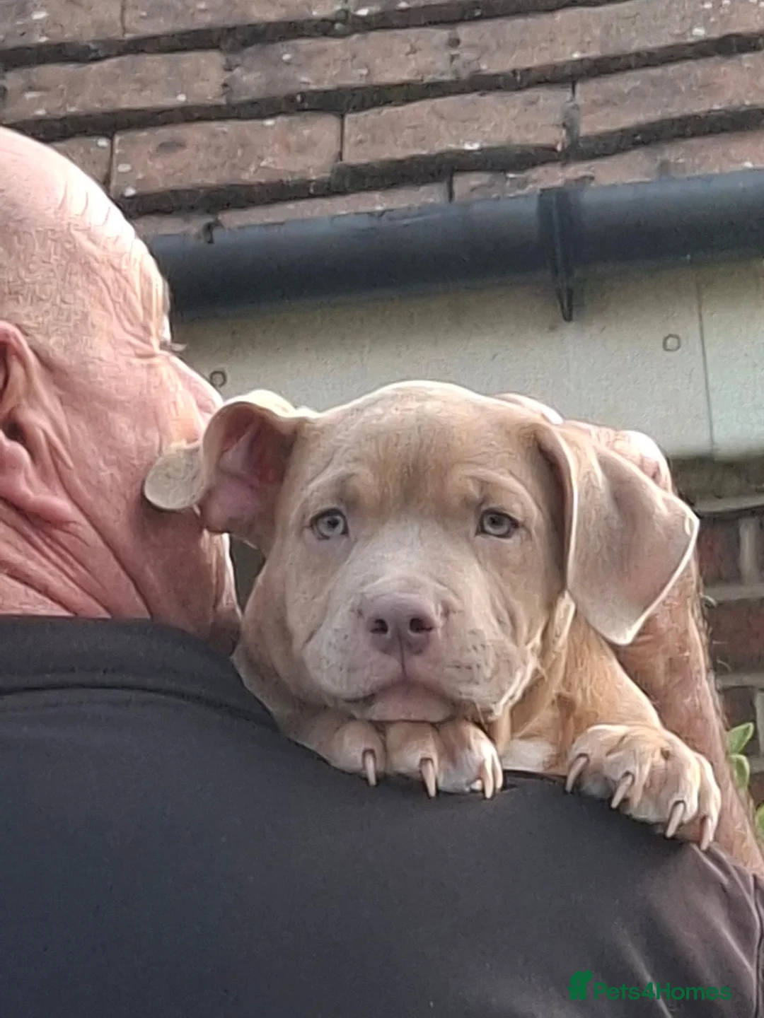 American Bully dogs for sale: Sonny- big male puppy in Portsmouth - Advert 6