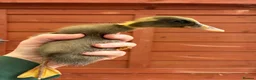 Ducks poultry for sale: Indian Runner Ducklings  - Advert 2