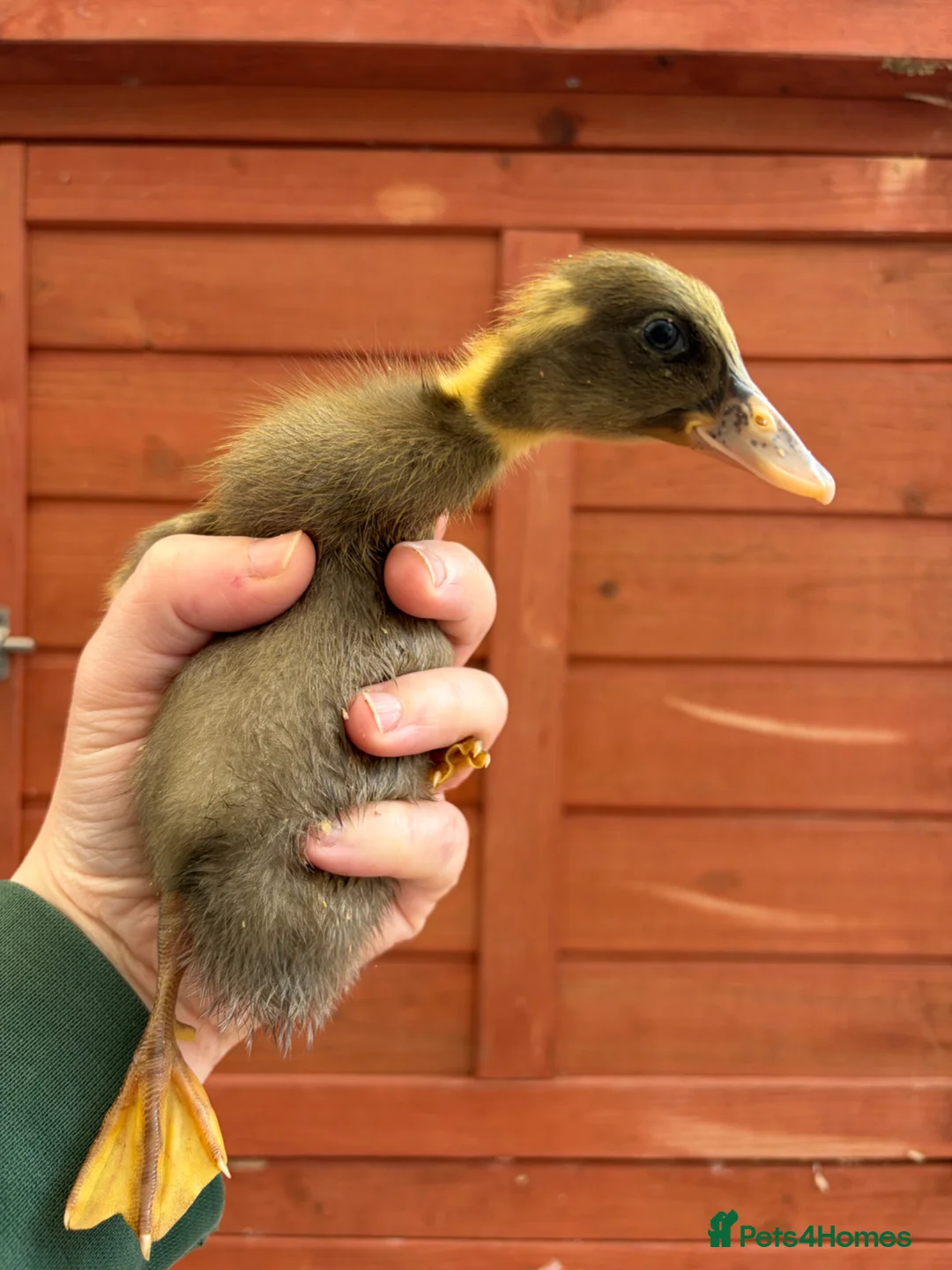 Ducks poultry for sale: Indian Runner Ducklings  - Advert 2