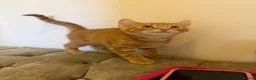 Mixed Breed cats for sale: Beautiful kittens ready now  - Advert 2