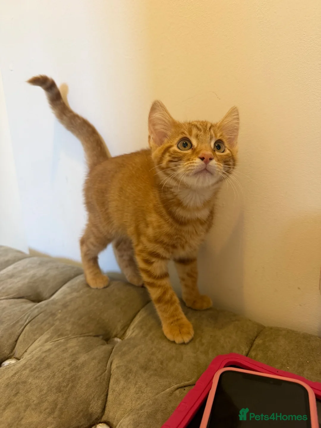 Mixed Breed cats for sale: Beautiful kittens ready now  - Advert 2