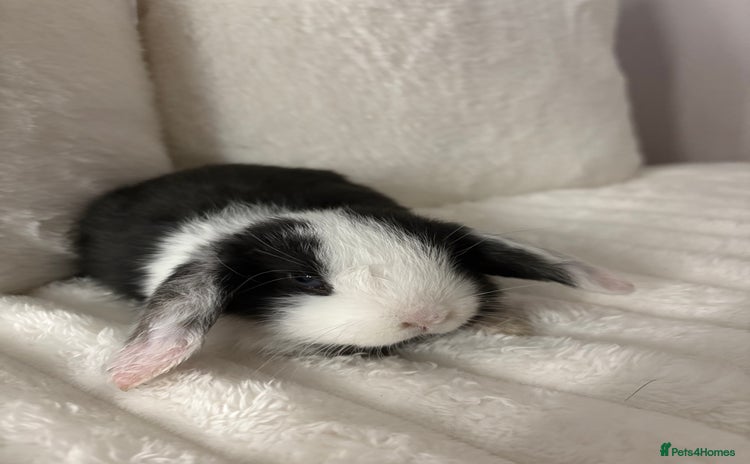 Mini Lop rabbits - Advert 6