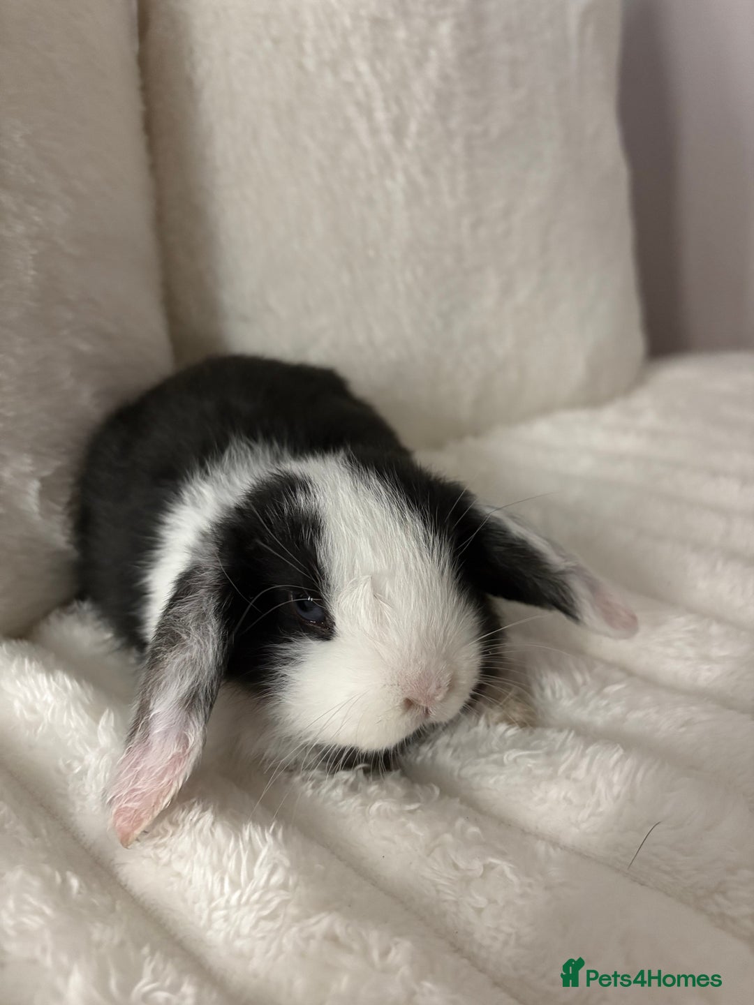 Mini Lop rabbits for sale: Mini lop bunnies for sale - Image 3