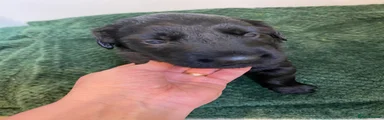 Flat coated Retriever - dark Blue reserved