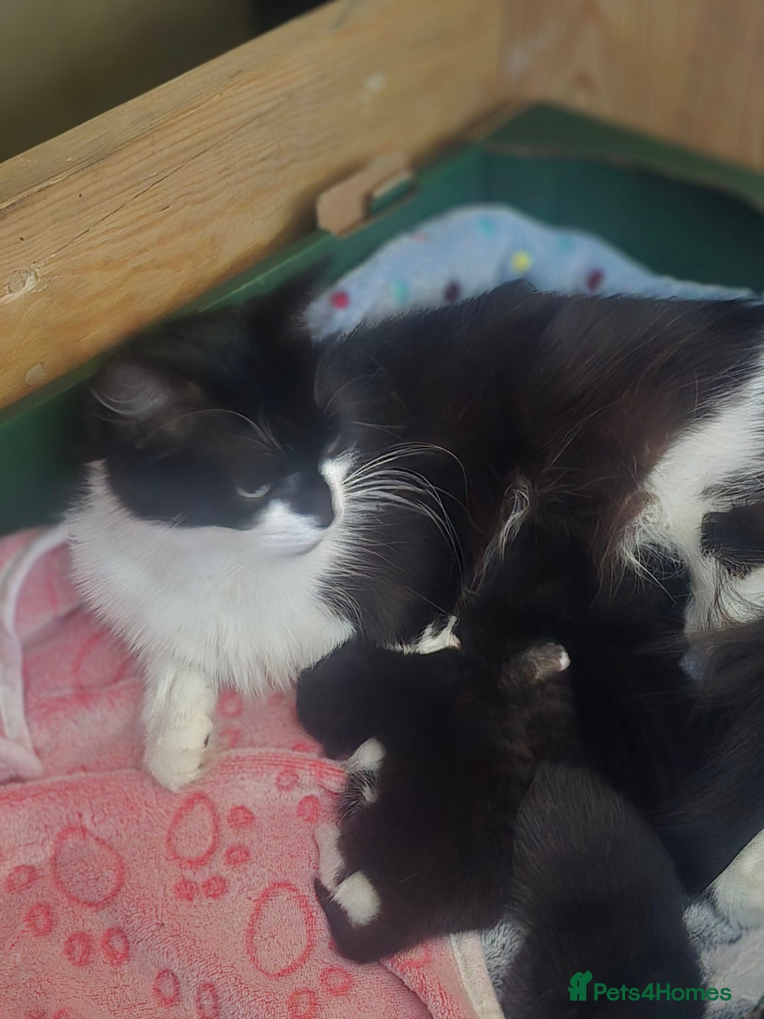 Mixed Breed cats for sale: Stunning,  fluffy black & white kittens - Image 9