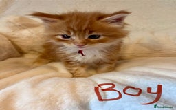 Maine Coon cats for sale: Maine coon kitten  - Image 24
