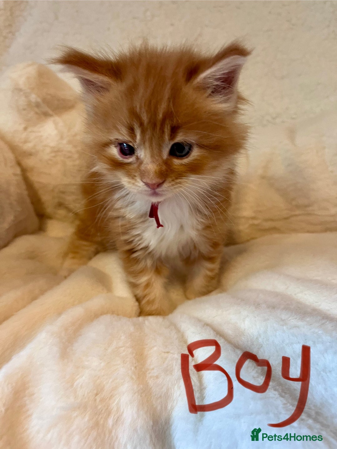 Maine Coon cats for sale: Maine coon kitten  - Image 24