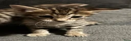 Bengal cats for sale: Bengal 75% maine coon 25%   - Advert 11