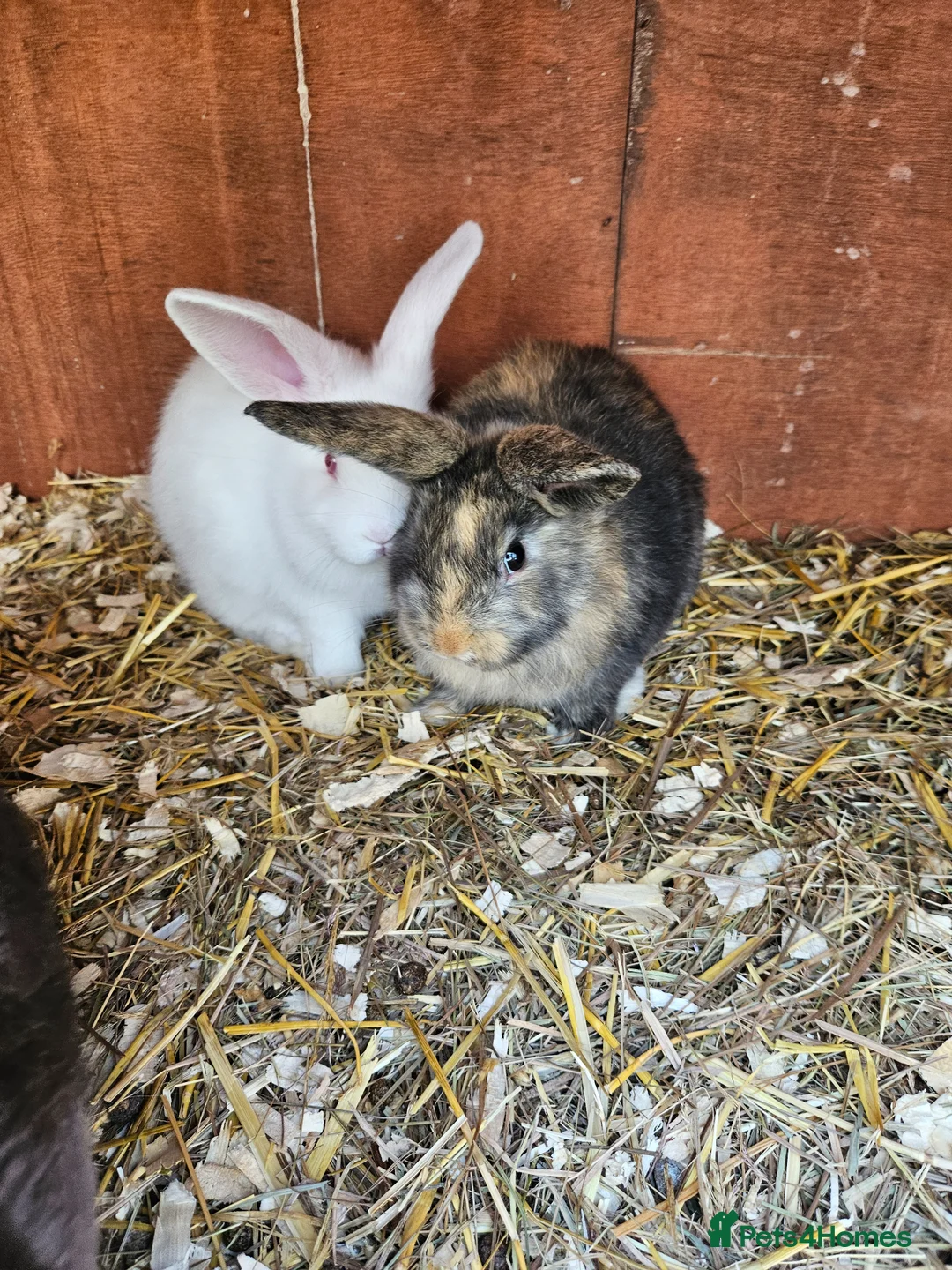 Mini Lop rabbits for sale: Mini lops  - Advert 2