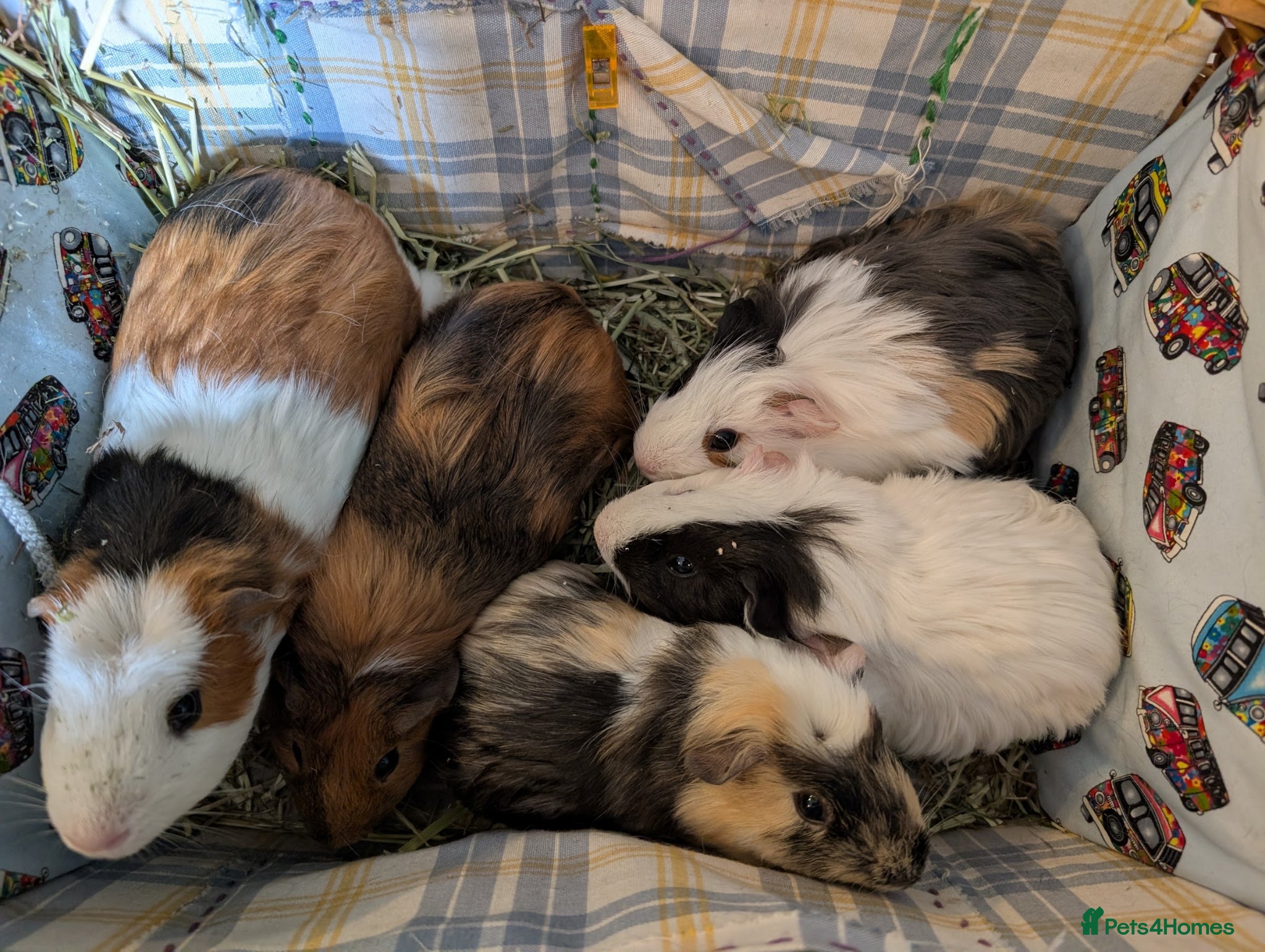 Guinea Pig rodents 5 Guinea pigs, 9/10 weeks old - Advert 1