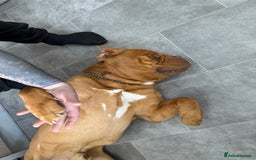 Dogue De Bordeaux dogs for sale: Dogue de Bourdaux  - Image 3