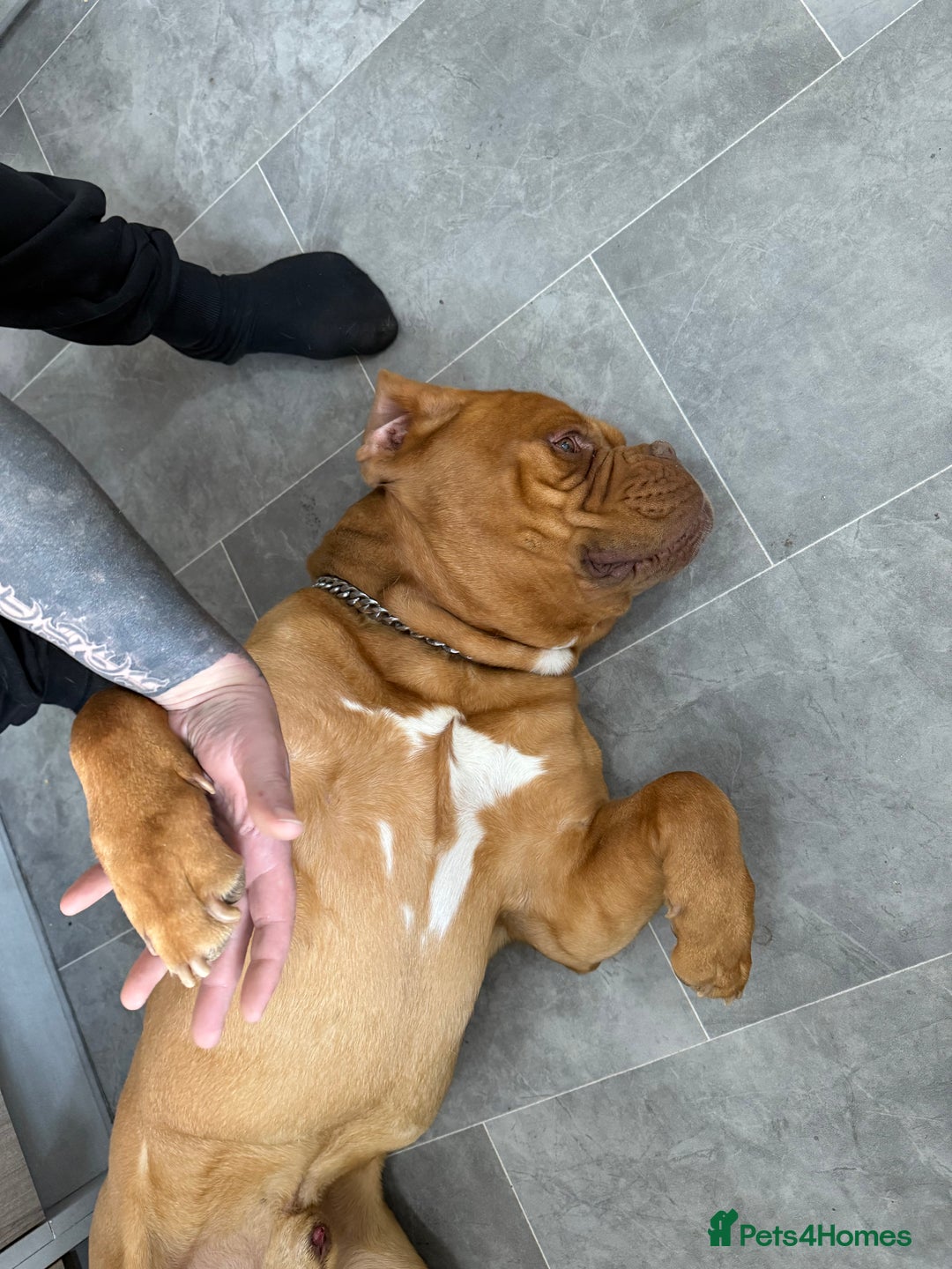 Dogue De Bordeaux dogs for sale: Dogue de Bourdaux  - Image 3