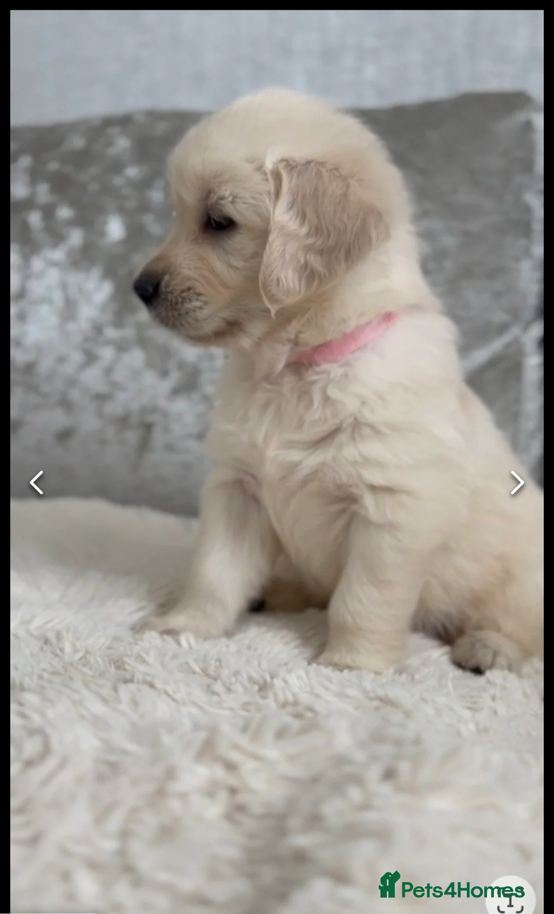 Golden Retriever dogs for stud: Gorgeous Proven KC Golden Retriever Stud in Bristol - Advert 11