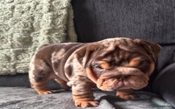 English Bulldog dogs for sale: English bulldog puppies - Image 25