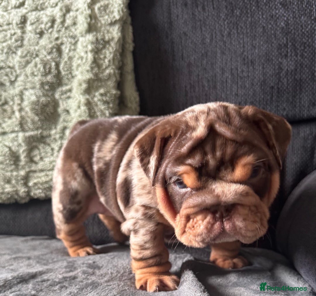 English Bulldog dogs for sale: English bulldog puppies - Image 25