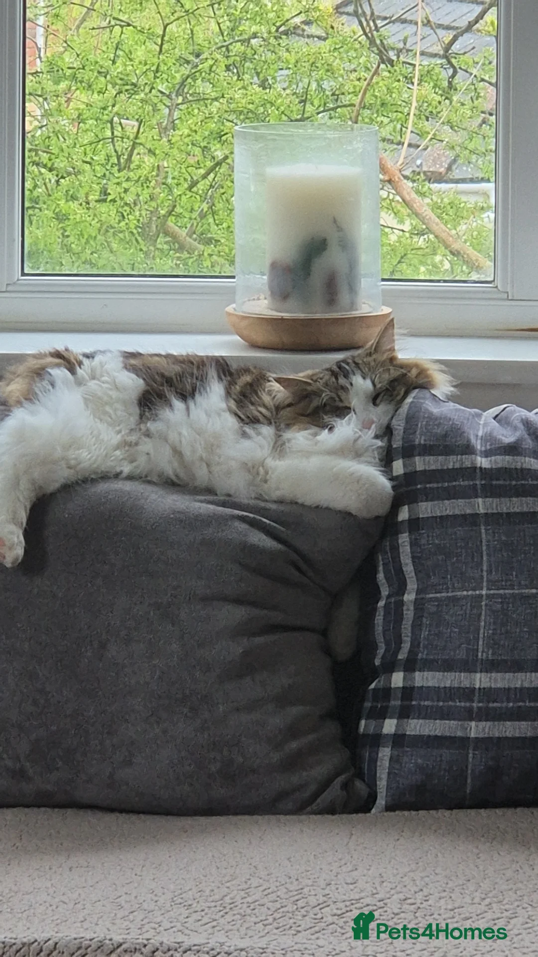 Mixed Breed cats for sale: 3 year old fluffy female cat - Advert 3