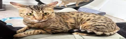 Savannah cats for sale: Sittingpretty TigerLily F5 SBT Savannah female - Advert 11