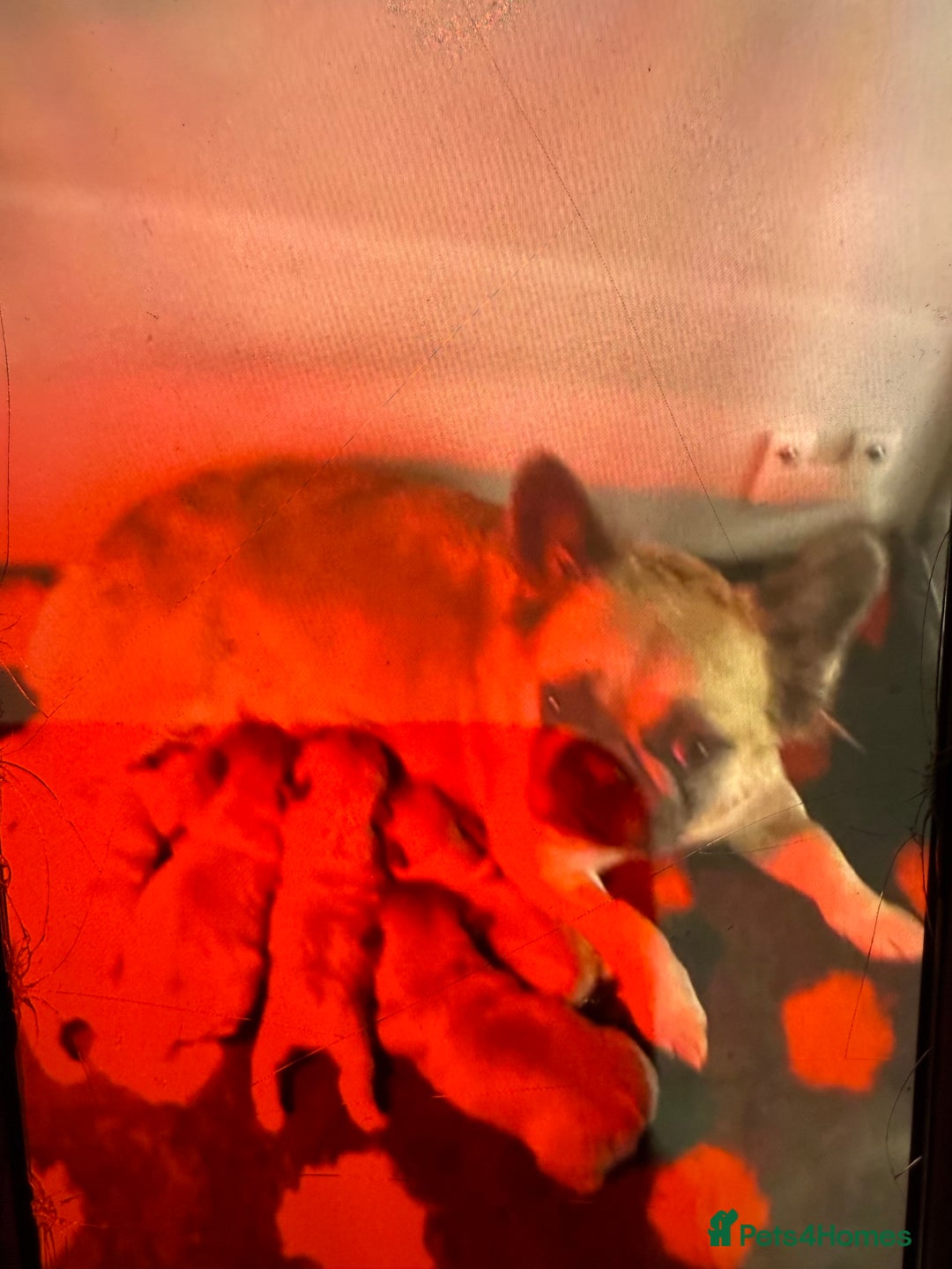 French Bulldog dogs for sale: Teddy bear floodle carrying pink - Advert 5