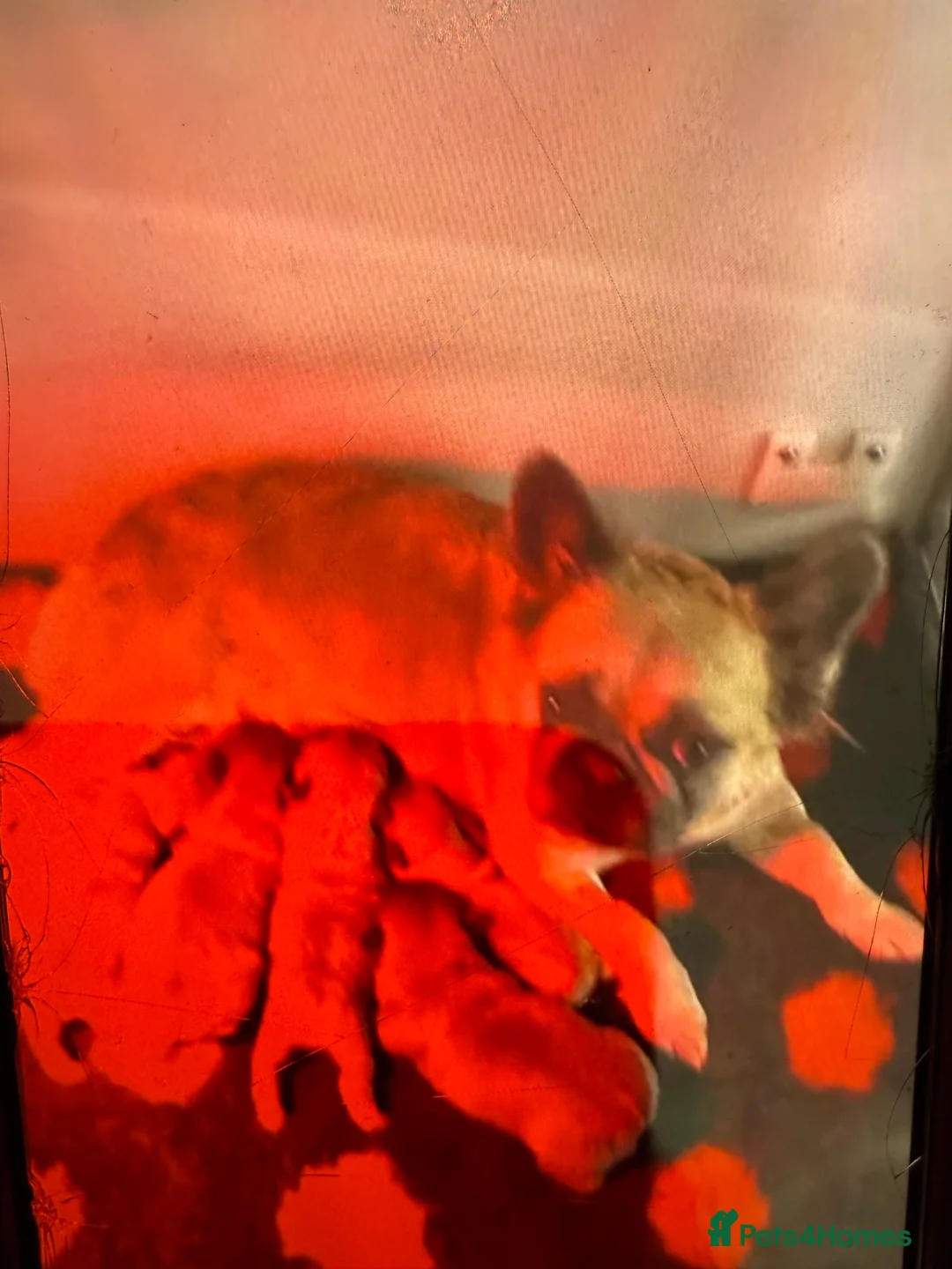 French Bulldog dogs for sale: Teddy bear floodle carrying pink - Advert 2