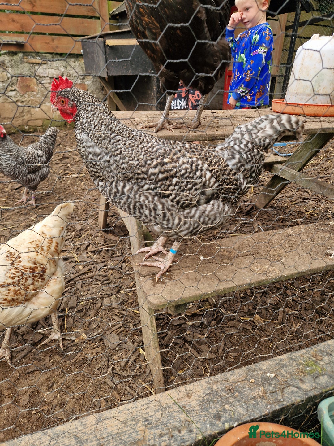 Chickens poultry for sale: Cockerals  - Image 2