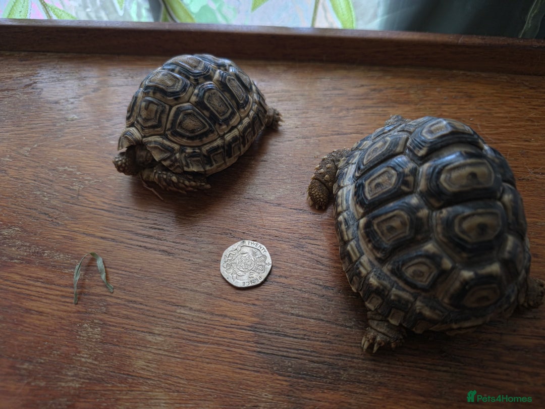 Tortoise reptiles for sale: Baby Leopard Tortoises - Advert 8