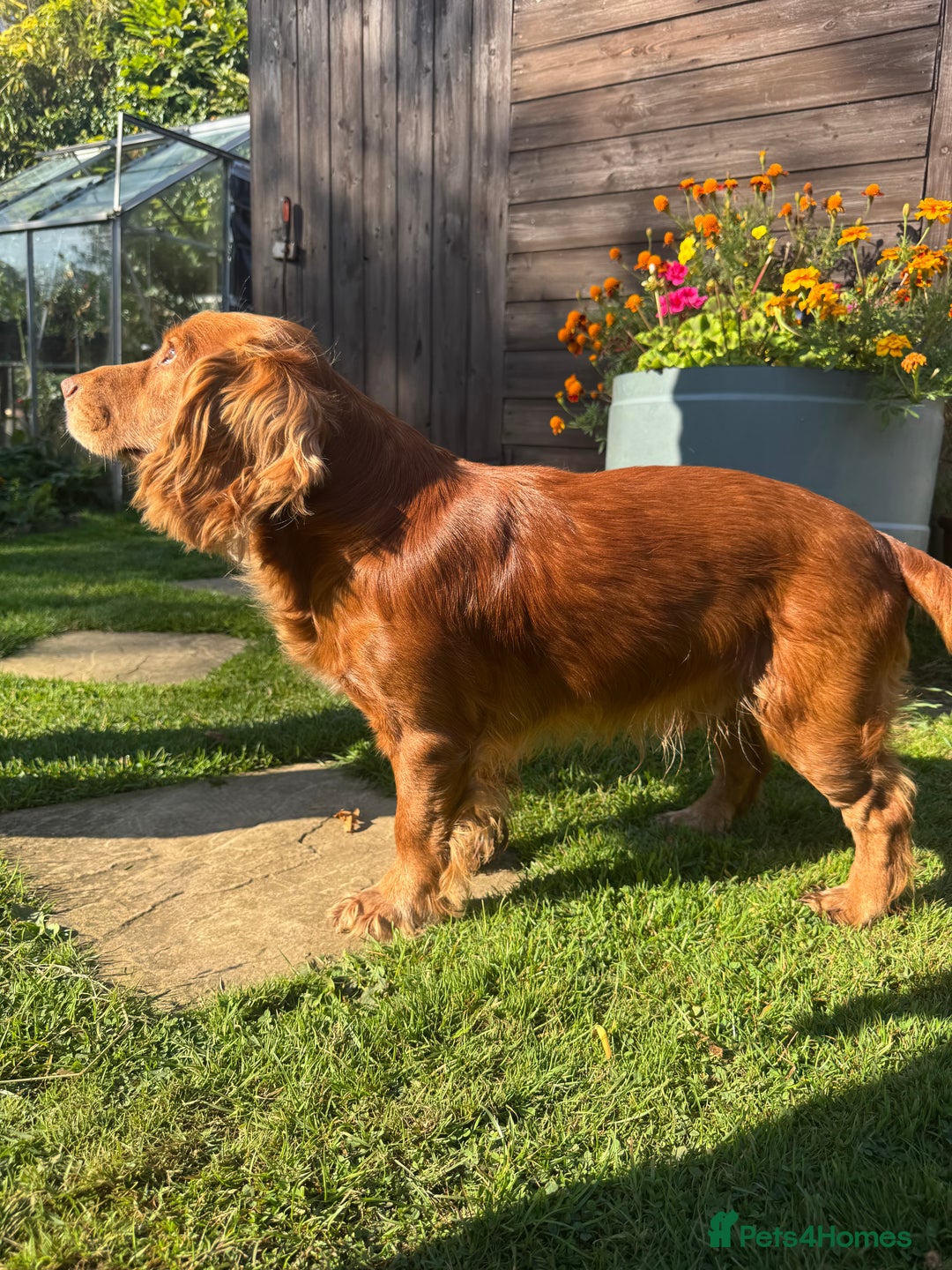 Cocker Spaniel dogs for sale: KC Registered Working Cocker Spaniels - Advert 5