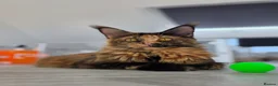 Maine Coon cats for sale: 2 Beautiful TICA Registered Maine Coon Kittens - Advert 10