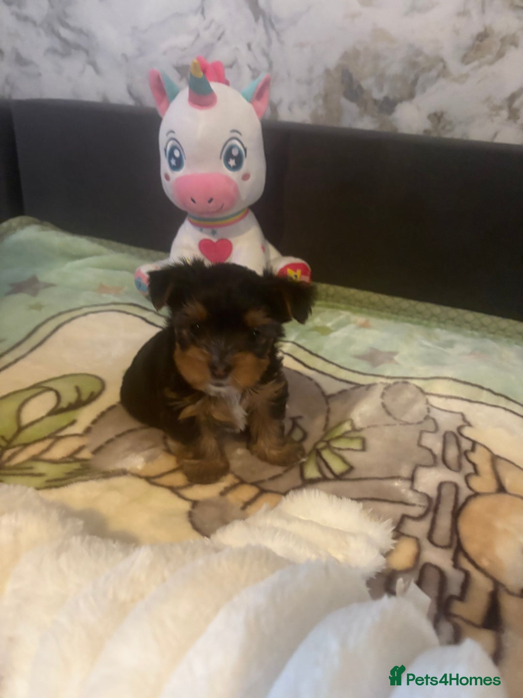 Yorkshire Terrier dogs for sale: Yorkshire Terrier Puppies For Sale - Advert 2