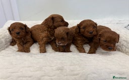 Cavapoo dogs for sale: 7 perfect f1b cavapoo’s. Fully dna & health clear. - Image 6