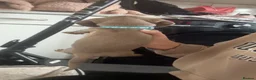 Miniature Dachshund dogs for sale: beautiful male Kc miniature Dachshunds  - Advert 4