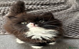 Mixed Breed cats for sale: One long haired girl for sale - Image 1