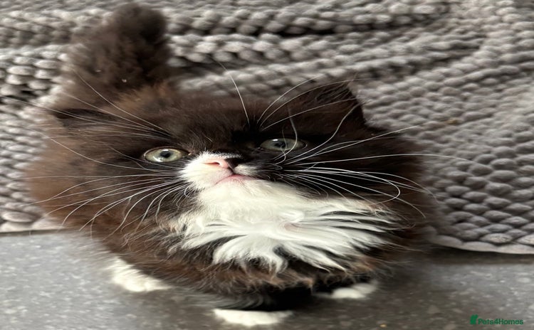 Mixed Breed cats - Advert 12