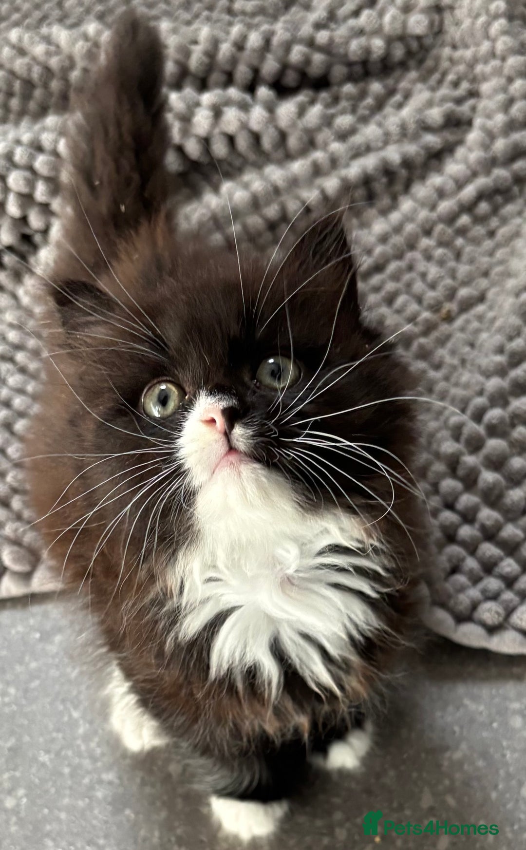 Mixed Breed cats for sale: One long haired girl for sale - Image 1