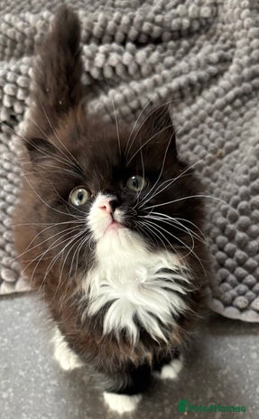 Mixed Breed cats - Advert 4