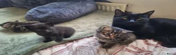 Mixed Breed cats for sale: Maine coon mix with black kittens 😸💖 - Advert 4